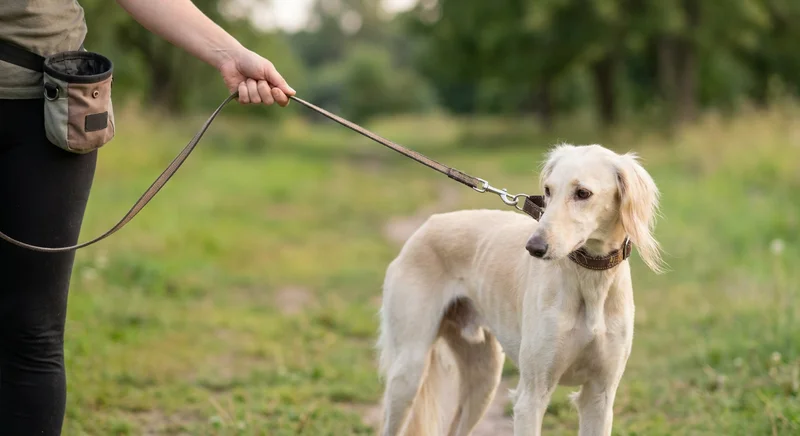 Kremowy chart perski (saluki) na smyczy podczas spaceru z przewodnikiem na tle zielonej polany.