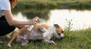 Kobieta spryskuje sprayem ochronnym brzuch leżącego na trawie psa rasy amstaff, nad wodą.