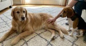 Dłoń dotyka okolic stawu biodrowego u leżącego golden retrievera.