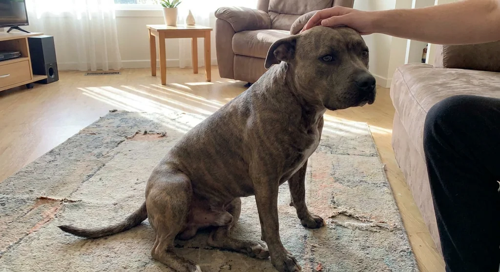 Spokojny pręgowany amstaff siedzi na dywanie, głaskany po głowie przez człowieka.