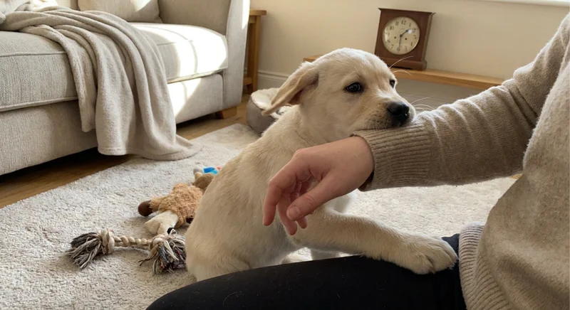Szczeniak biszkoptowego labradora gryzie rękę ubraną w beżowy sweter.