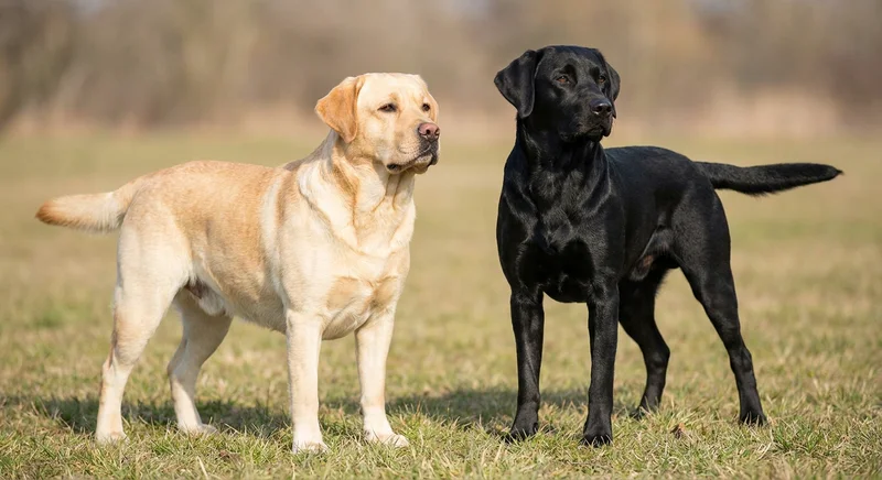 Biszkoptowy i czarny labrador stojące obok siebie na trawie, prezentujące różnice w budowie rasy.