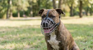 Pręgowany amstaff w metalowym kagańcu fizjologicznym, który umożliwia swobodne ziajanie.
