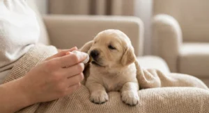 Osoba podaje płynny lek bezpośrednio do pyszczka małego szczeniaka rasy golden retriever.